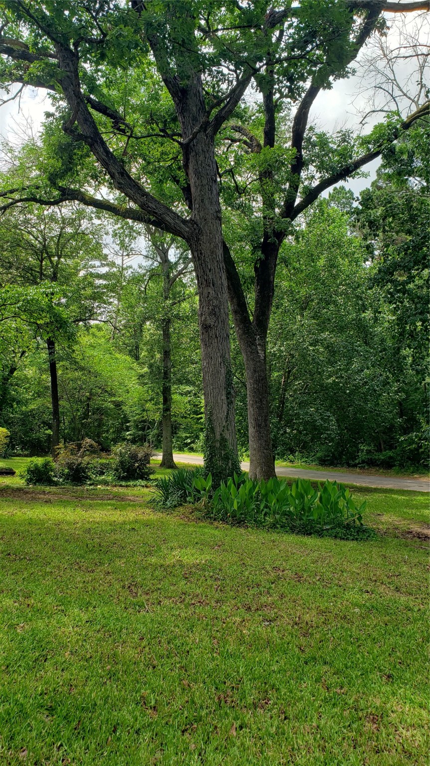401 S Timberlane Lone Star TX 75638