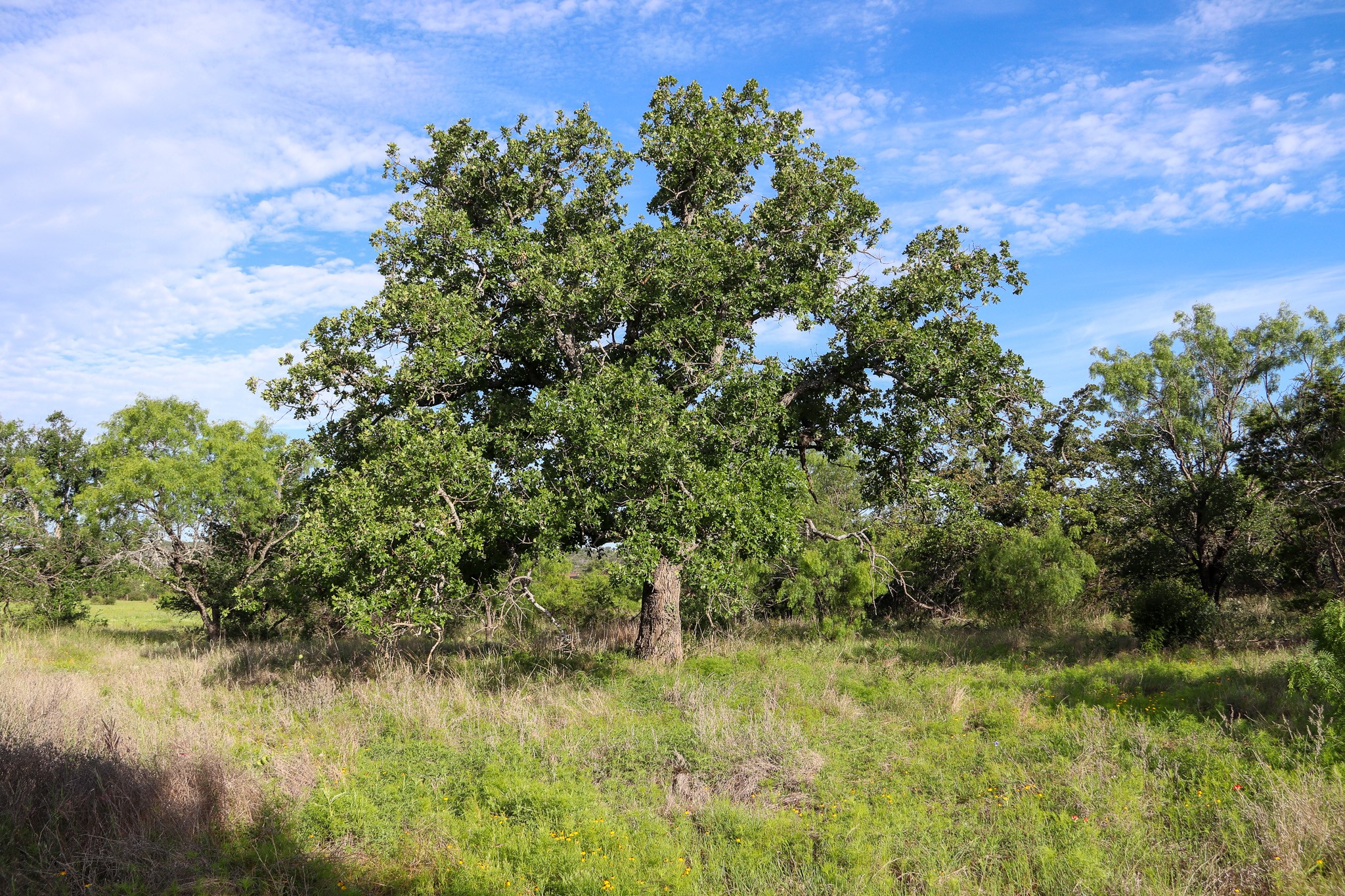 Tbd Oak Ridge Trail Kingsland TX 78639