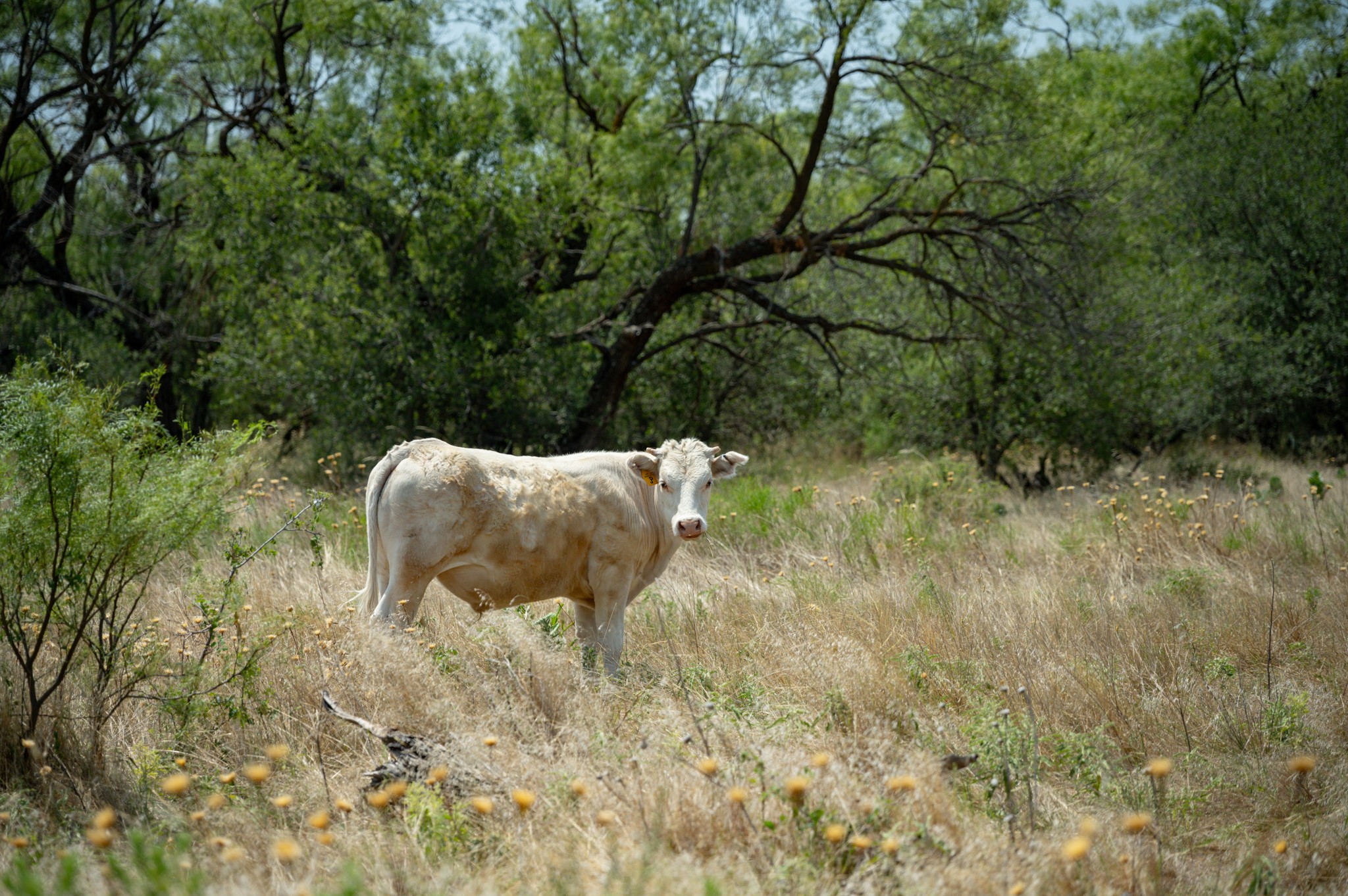 15055 County Road 306 Baird TX 76464