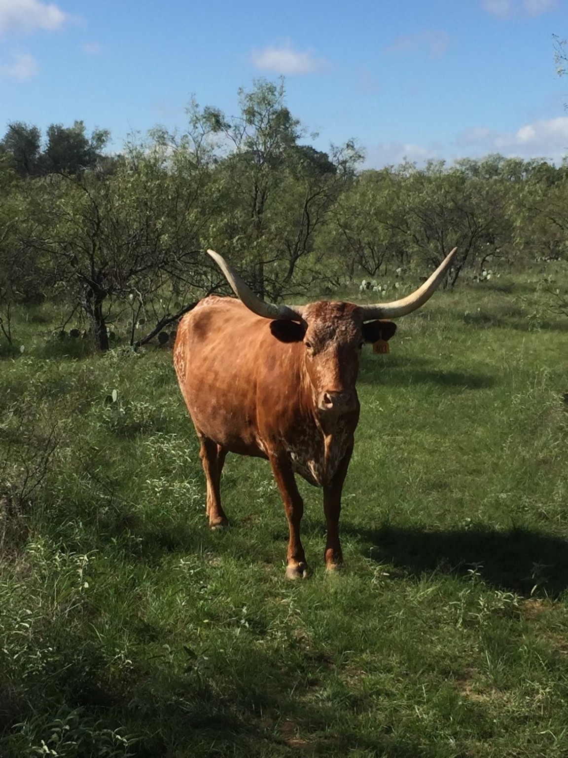 573 County Road 412 Carbon TX 76435