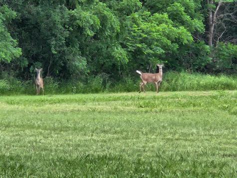 433 Wilderness Trail Royse City TX 75189