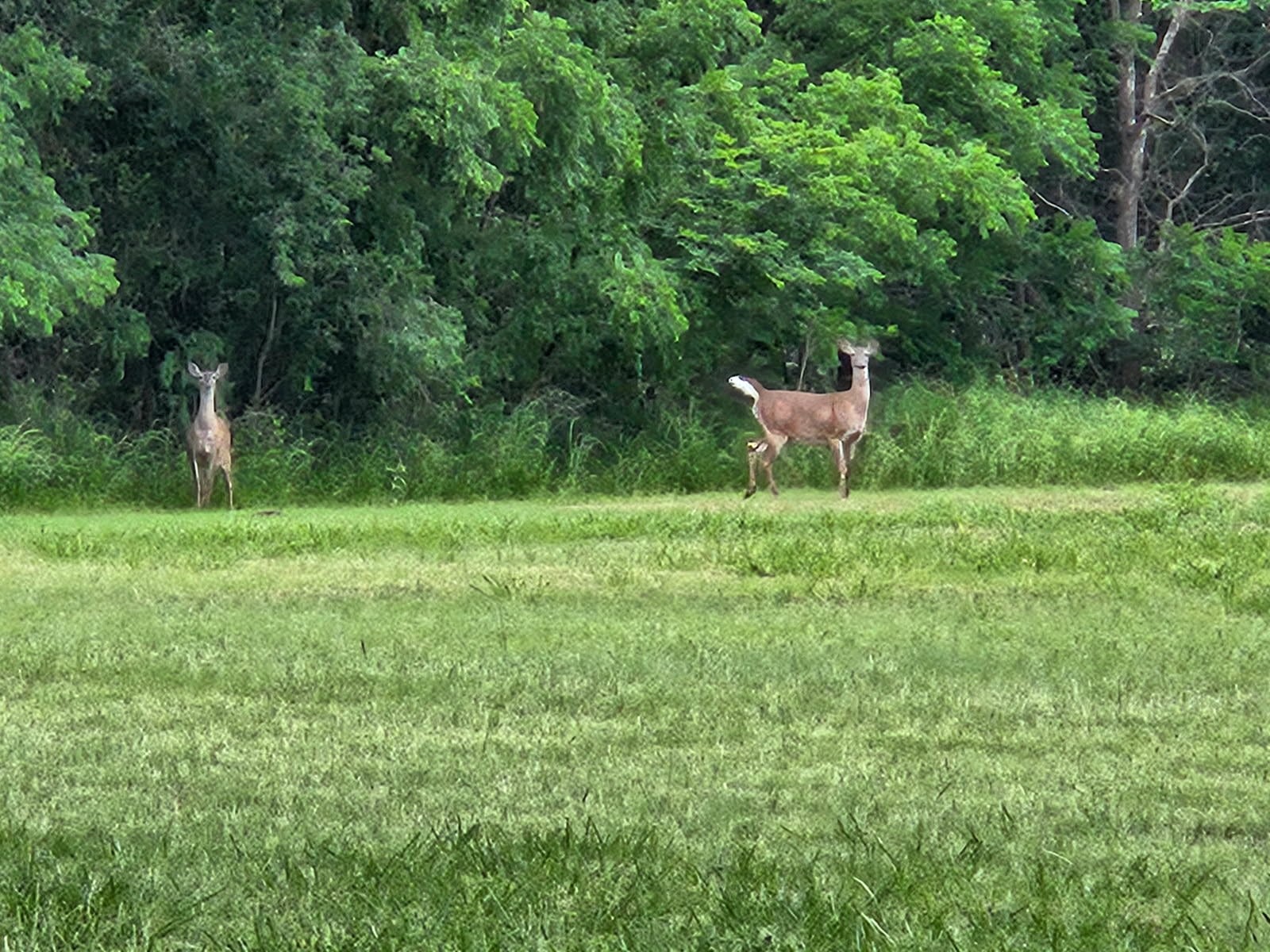 433 Wilderness Trail Royse City TX 75189