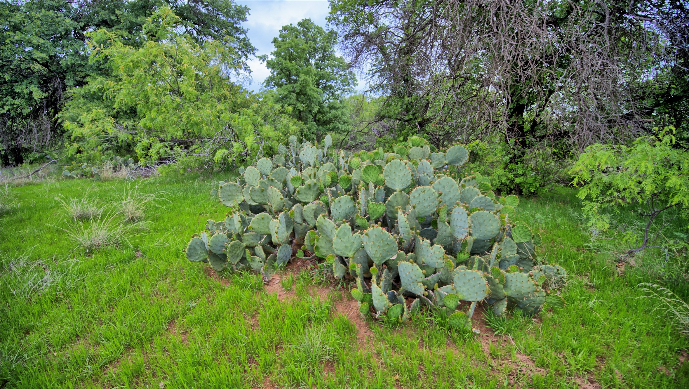 3377 Lodge Creek Road Henrietta TX 76365