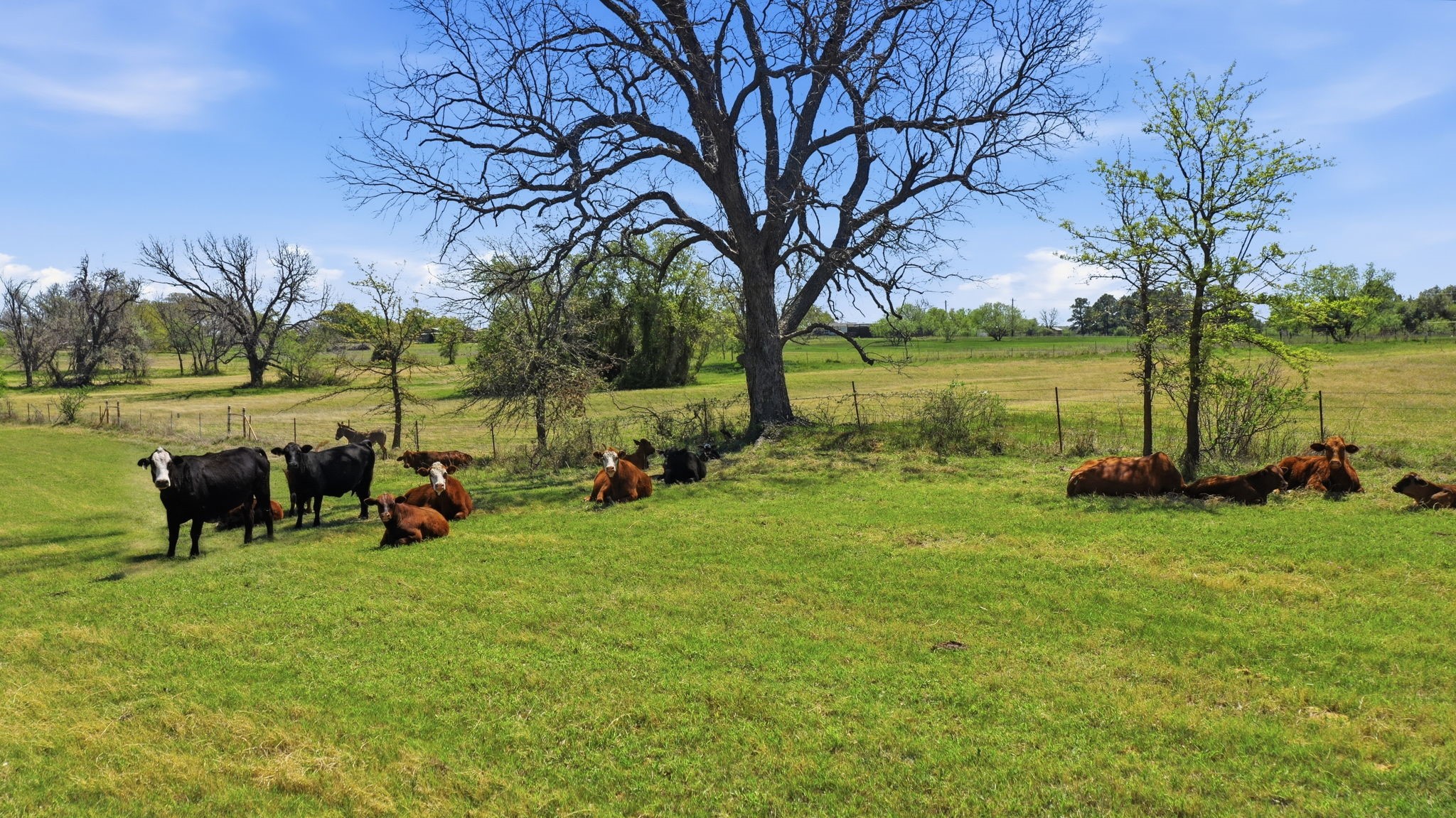 3601 Springfield Road Springtown TX 76082