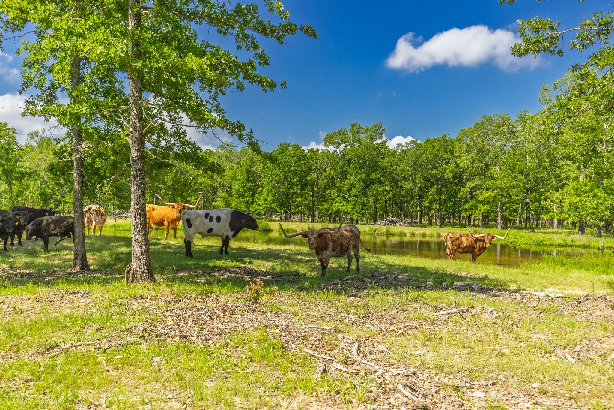 300 County Road 3636 Road Dike TX 75437