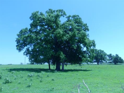 3421 School House Road Forestburg TX 76239
