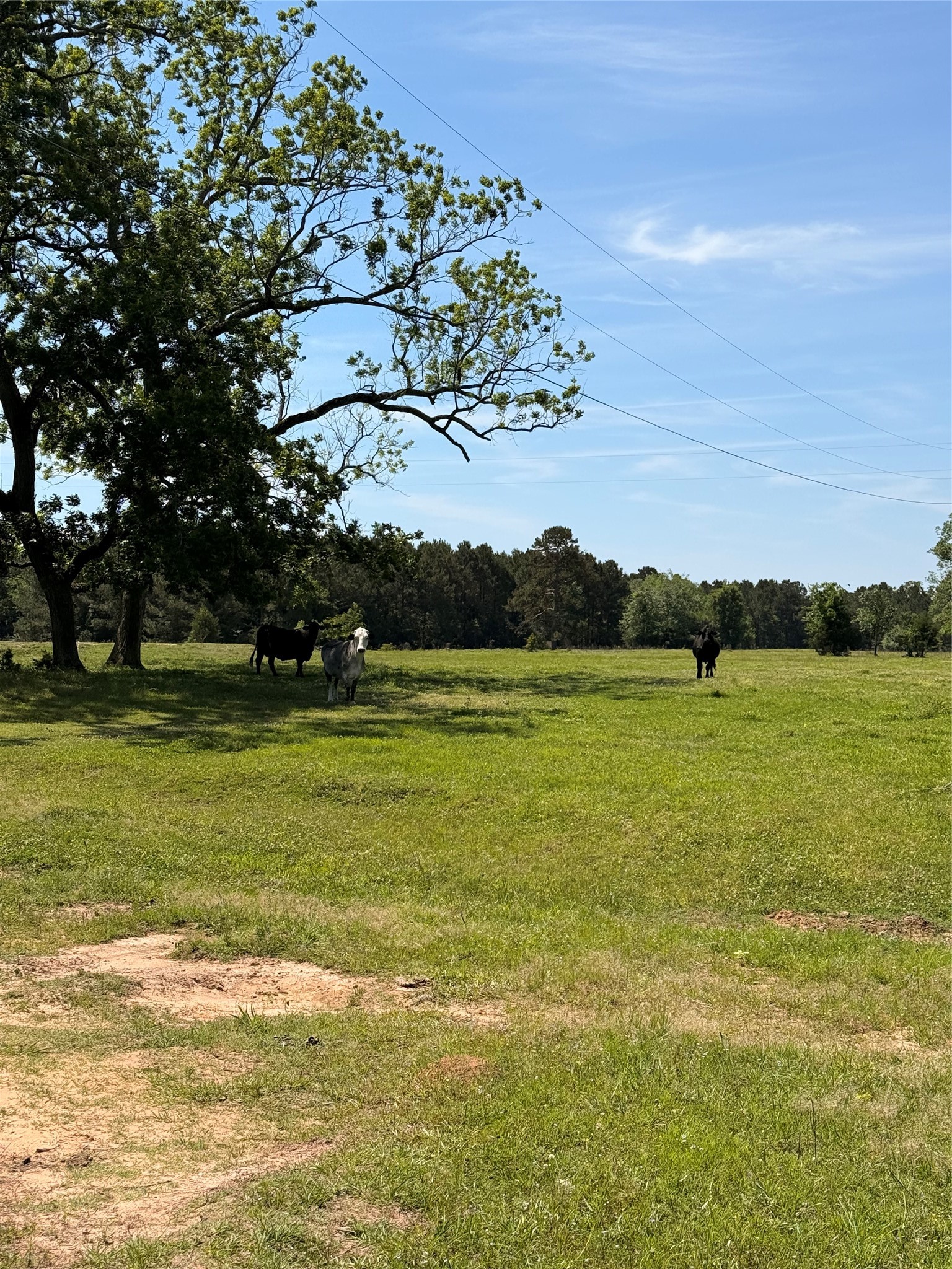 720 Haggerty Road Karnack TX 75661