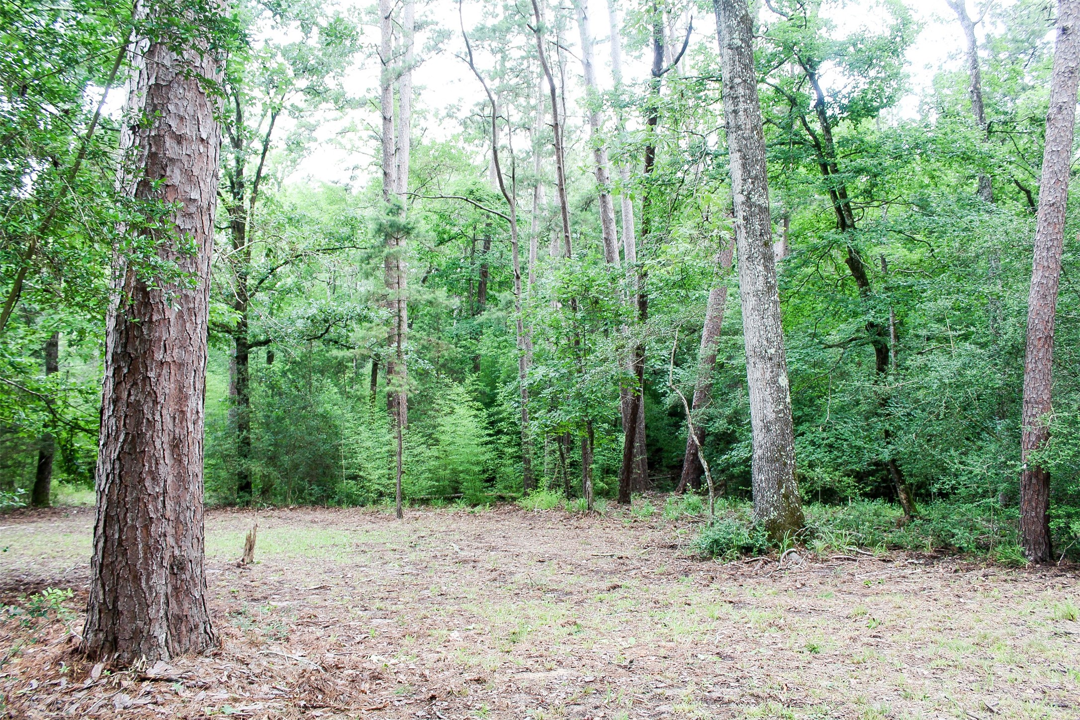 2733 County Road 1560 Grapeland TX 75844