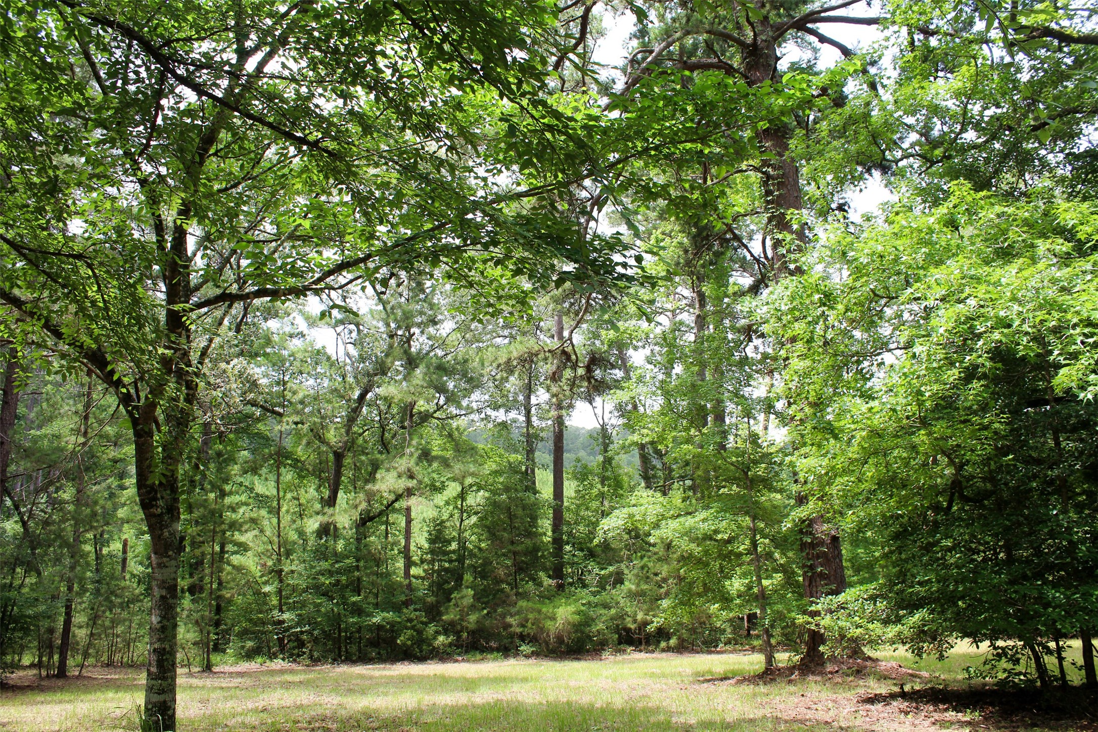 2733 County Road 1560 Grapeland TX 75844