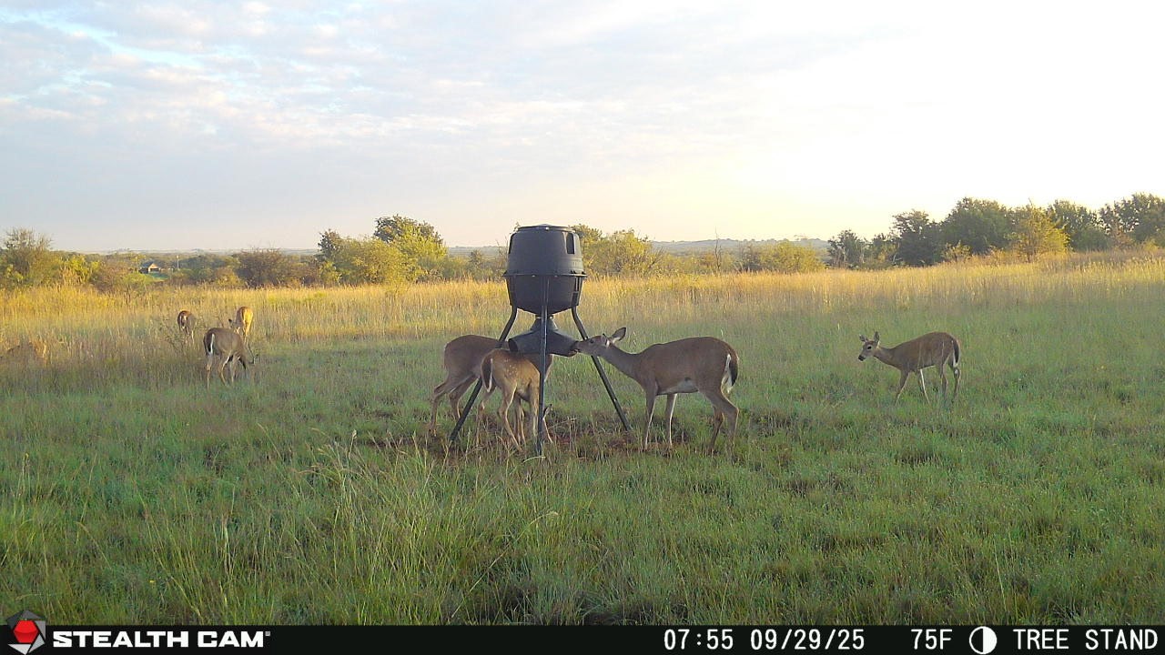 6929 Fm 1806 Nocona TX 76255