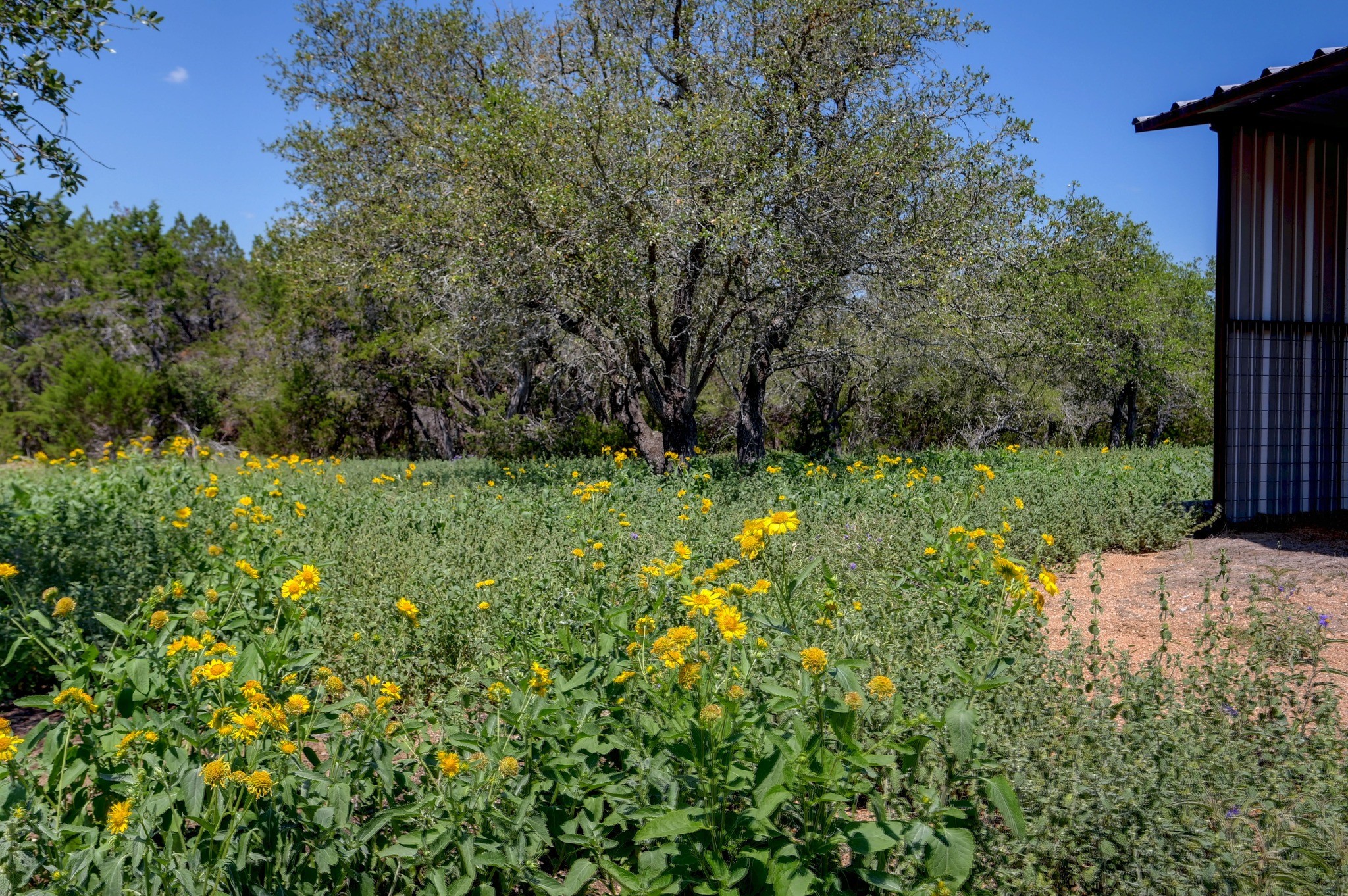 15425 Fitzhugh Road Dripping Springs TX 78620