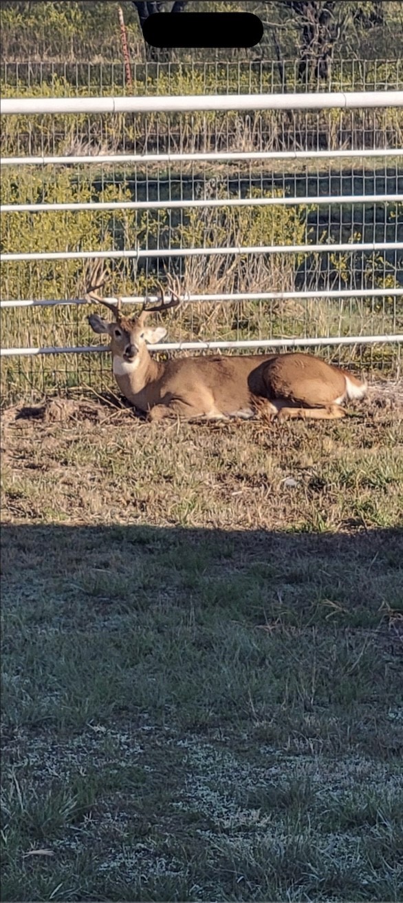 794 W Antelope Road Jacksboro TX 76389