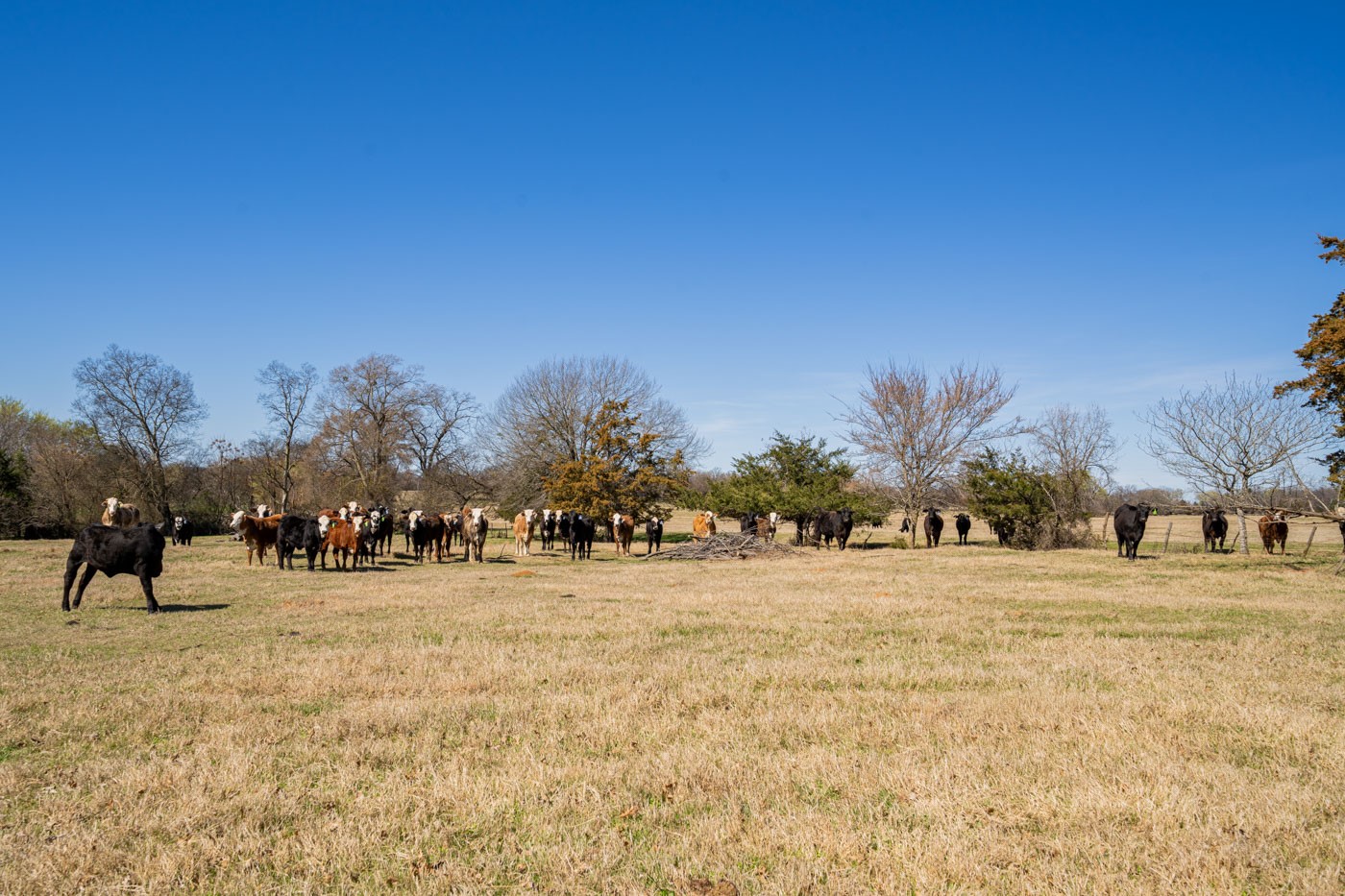 547 Fm 1896 Mount Vernon TX 75457