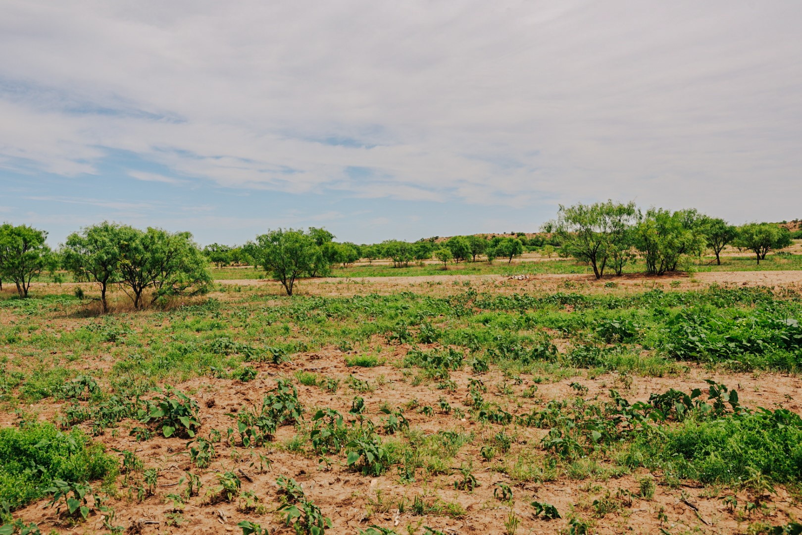 13558 County Road 440 Merkel TX 79536