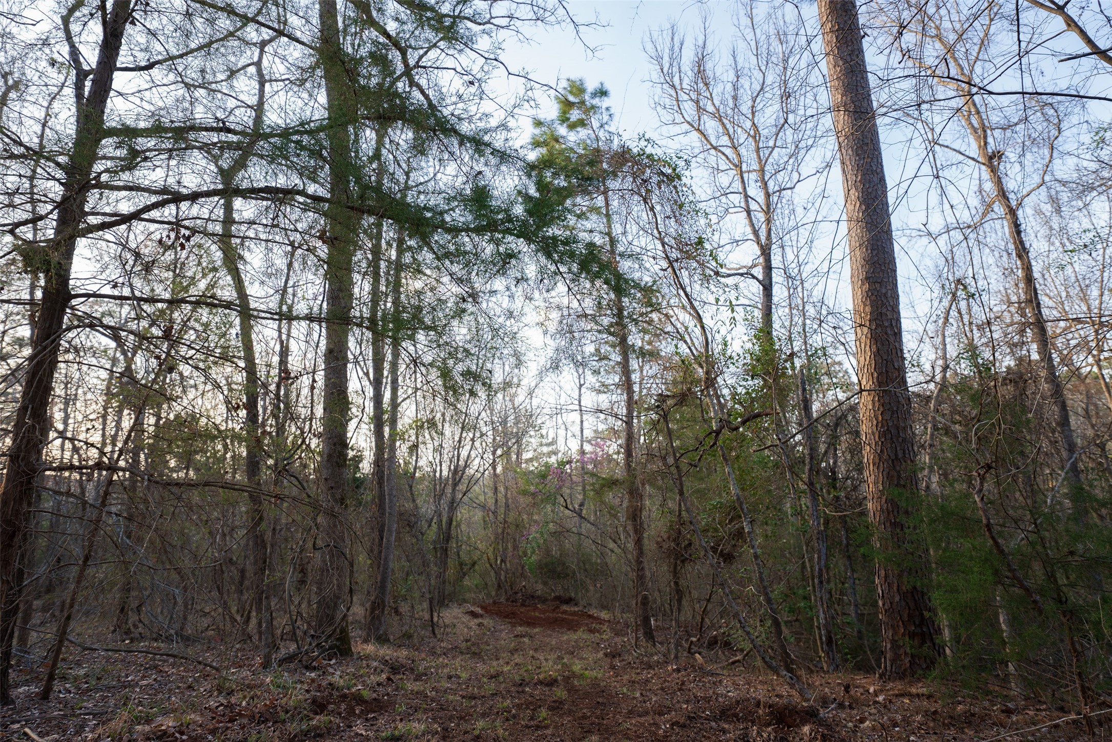 2265 County Road 1613 Jacksonville TX 75766
