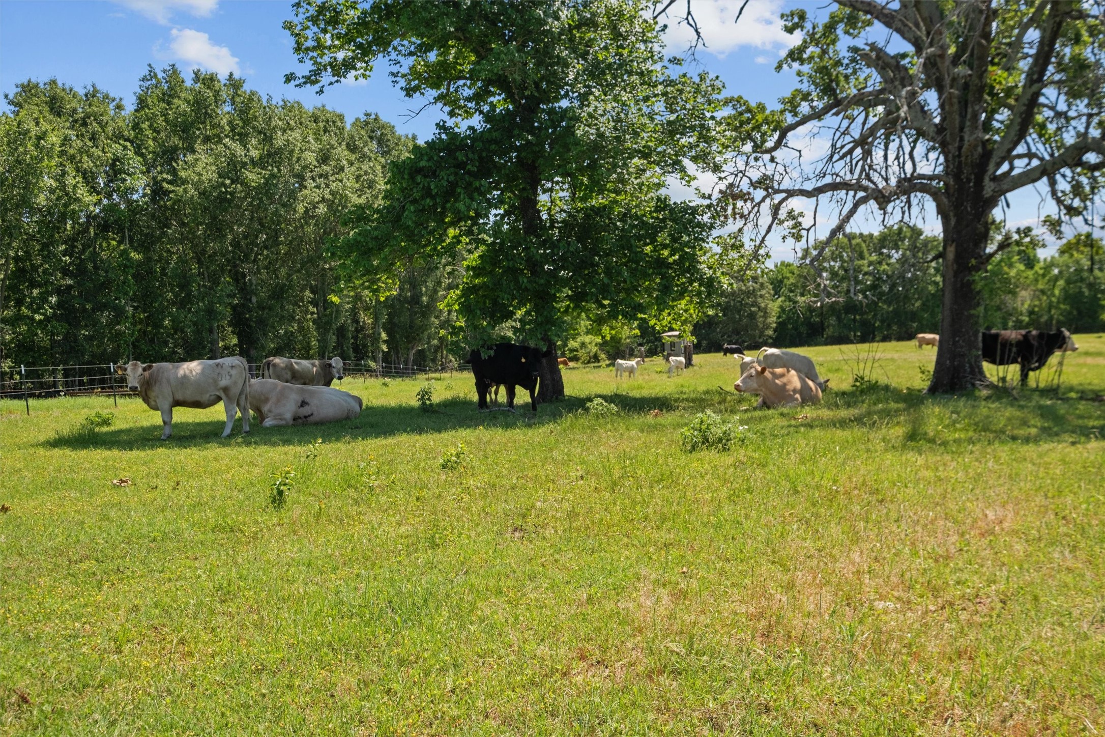 7211 - D County Road 235 Tyler TX 75707