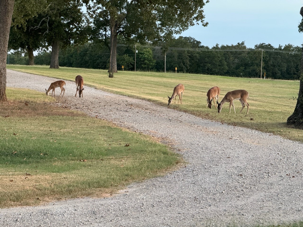 9748 County Road 1200 Athens TX 75751