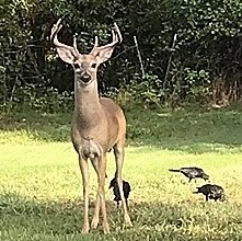 408 County Road 4856 Newark TX 76071
