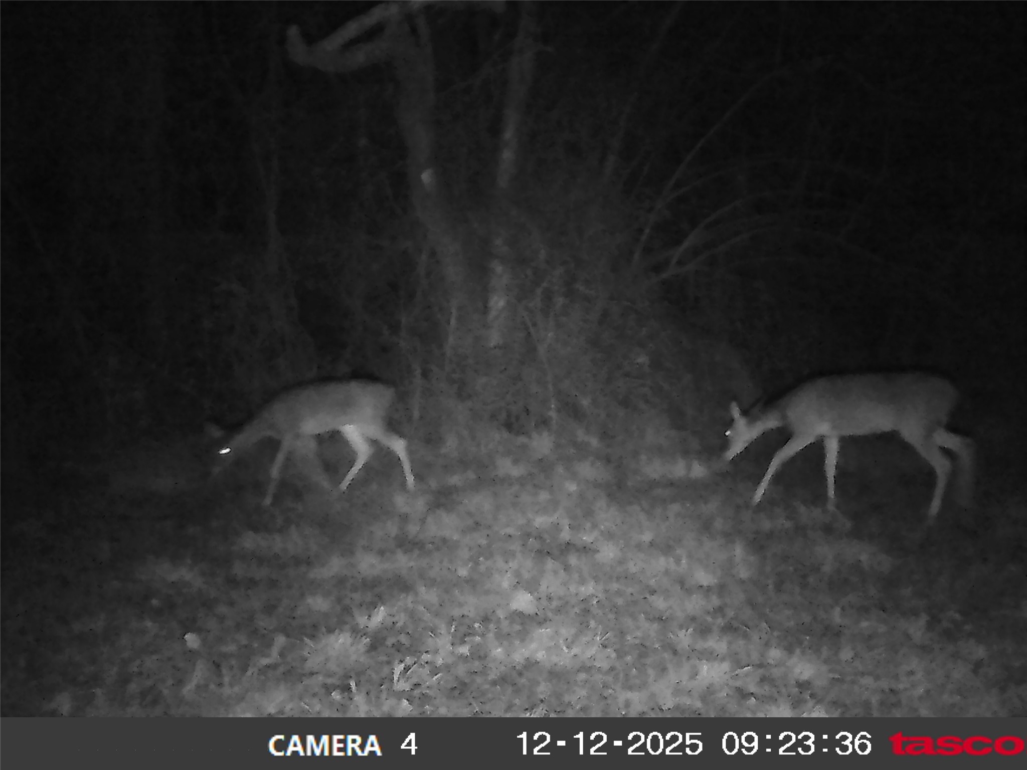 13550 County Road 2919 Eustace TX 75124