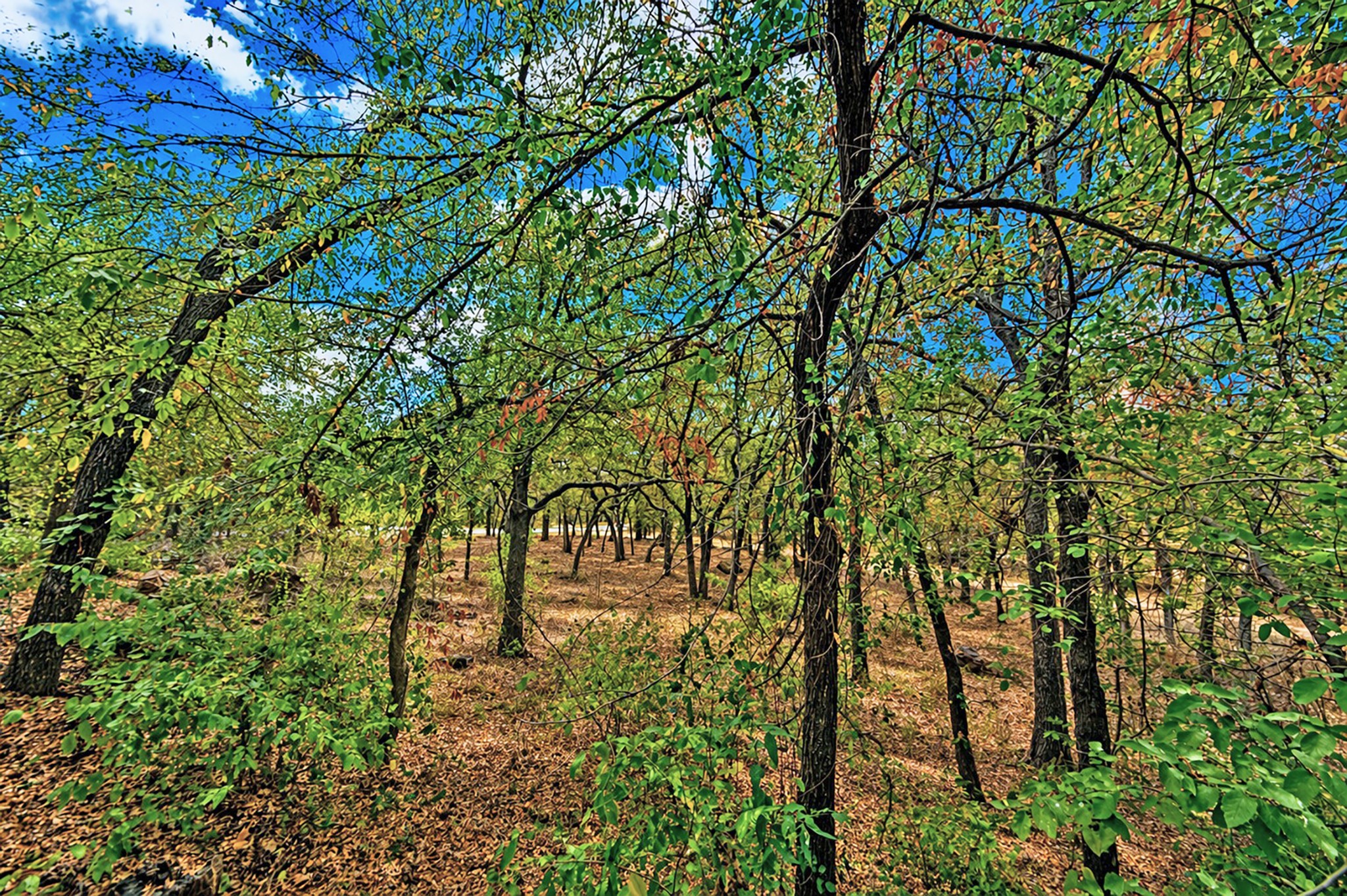 15 Oak Bluff Drive Cross Roads TX 76227
