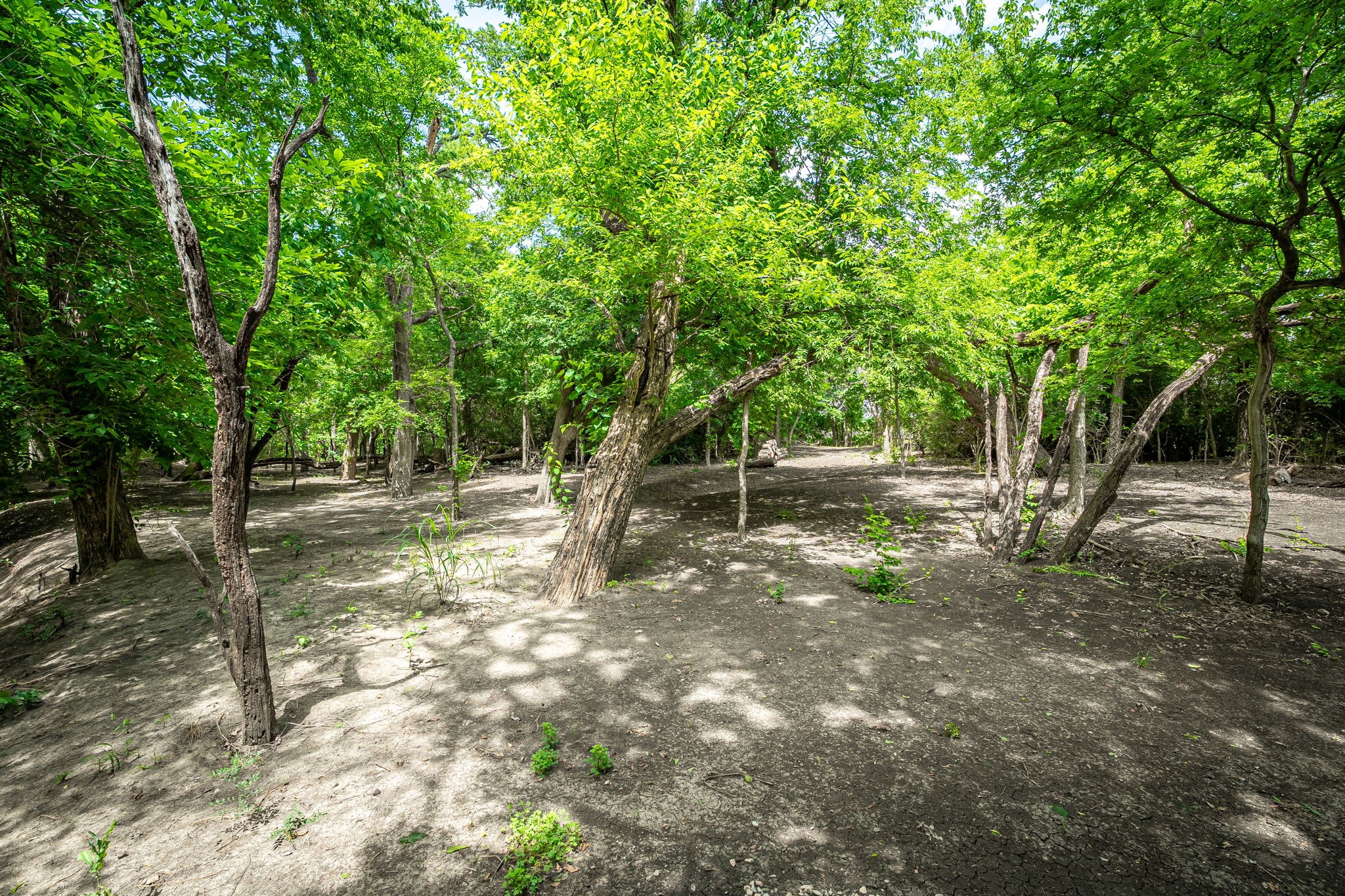 1615 Sara Cove Lucas TX 75002