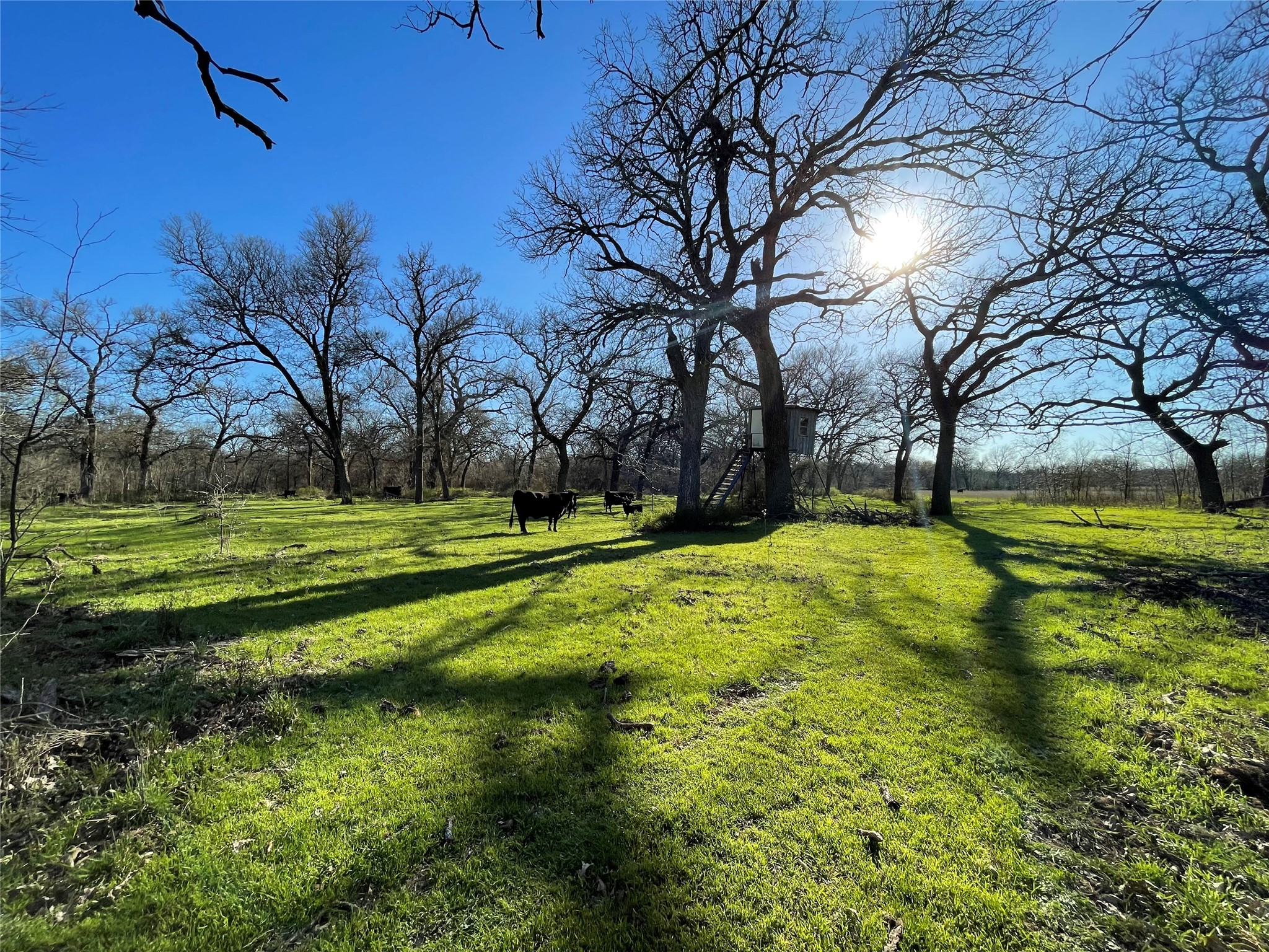 3141 Rogers Road Jacksboro TX 76458