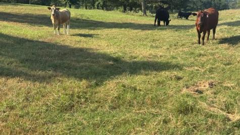 768 County Road 2220 Talco TX 75487