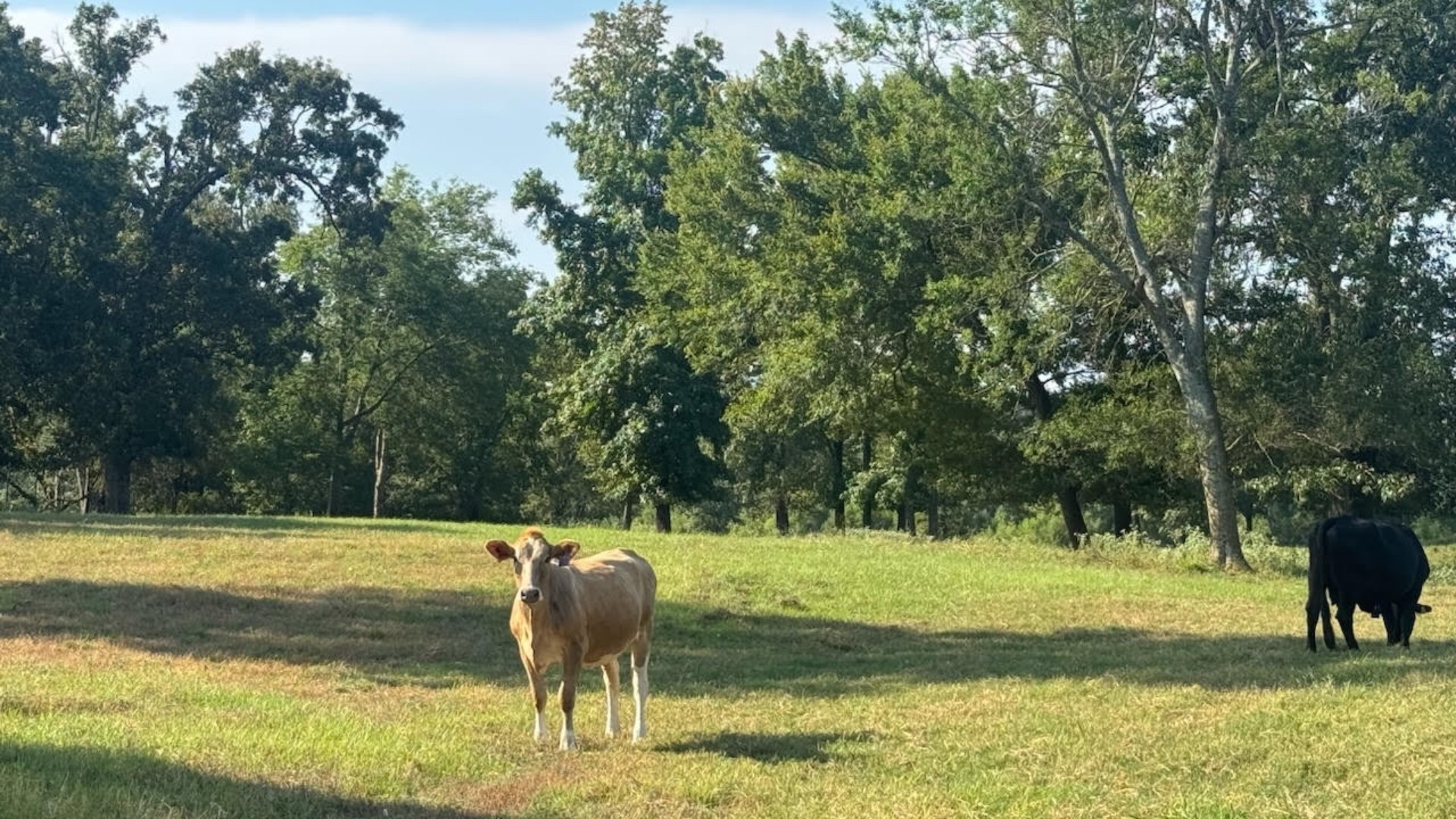 768 County Road 2220 Talco TX 75487