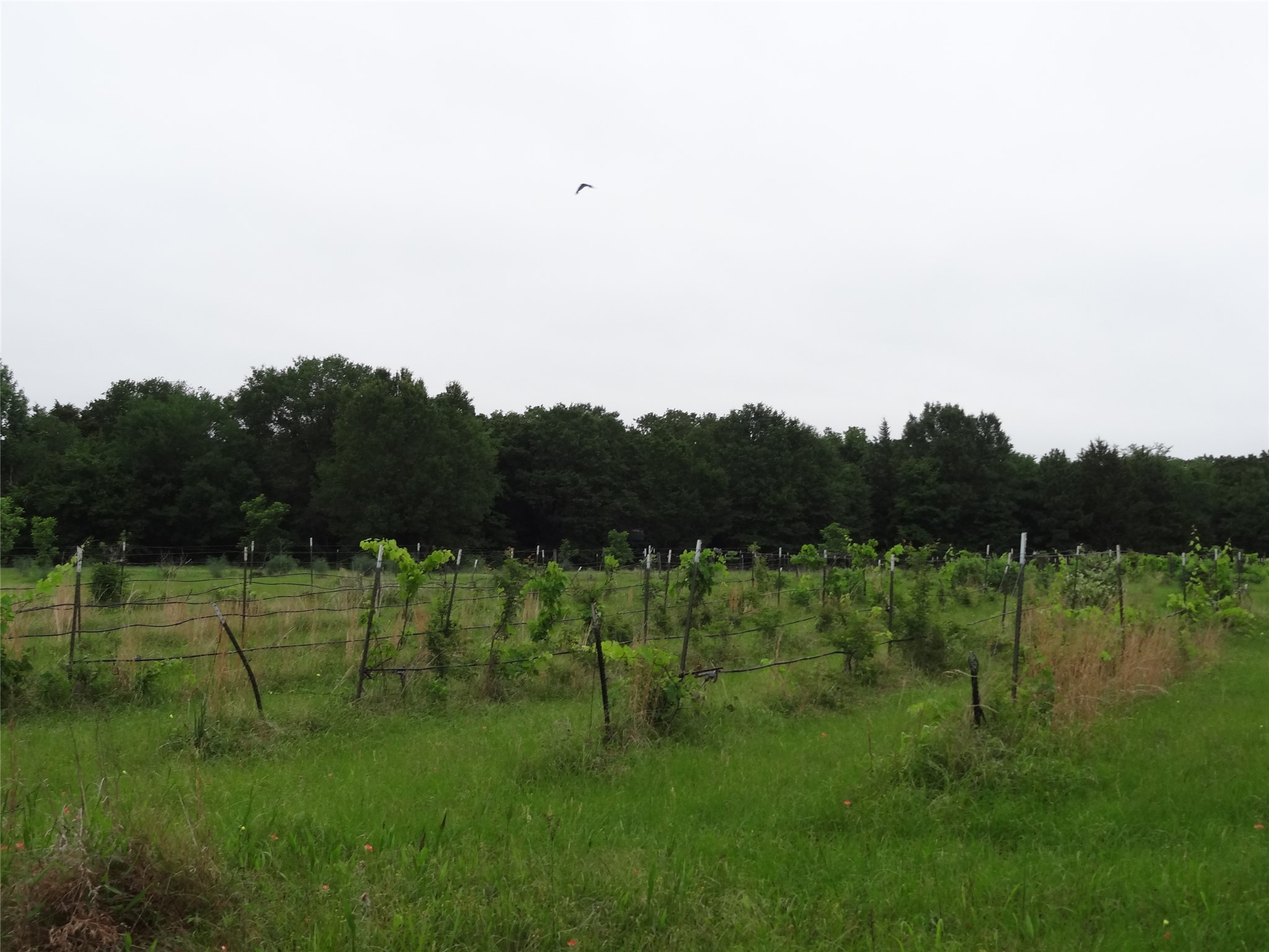 1603 Vz Cr 2908 Eustace TX 75124