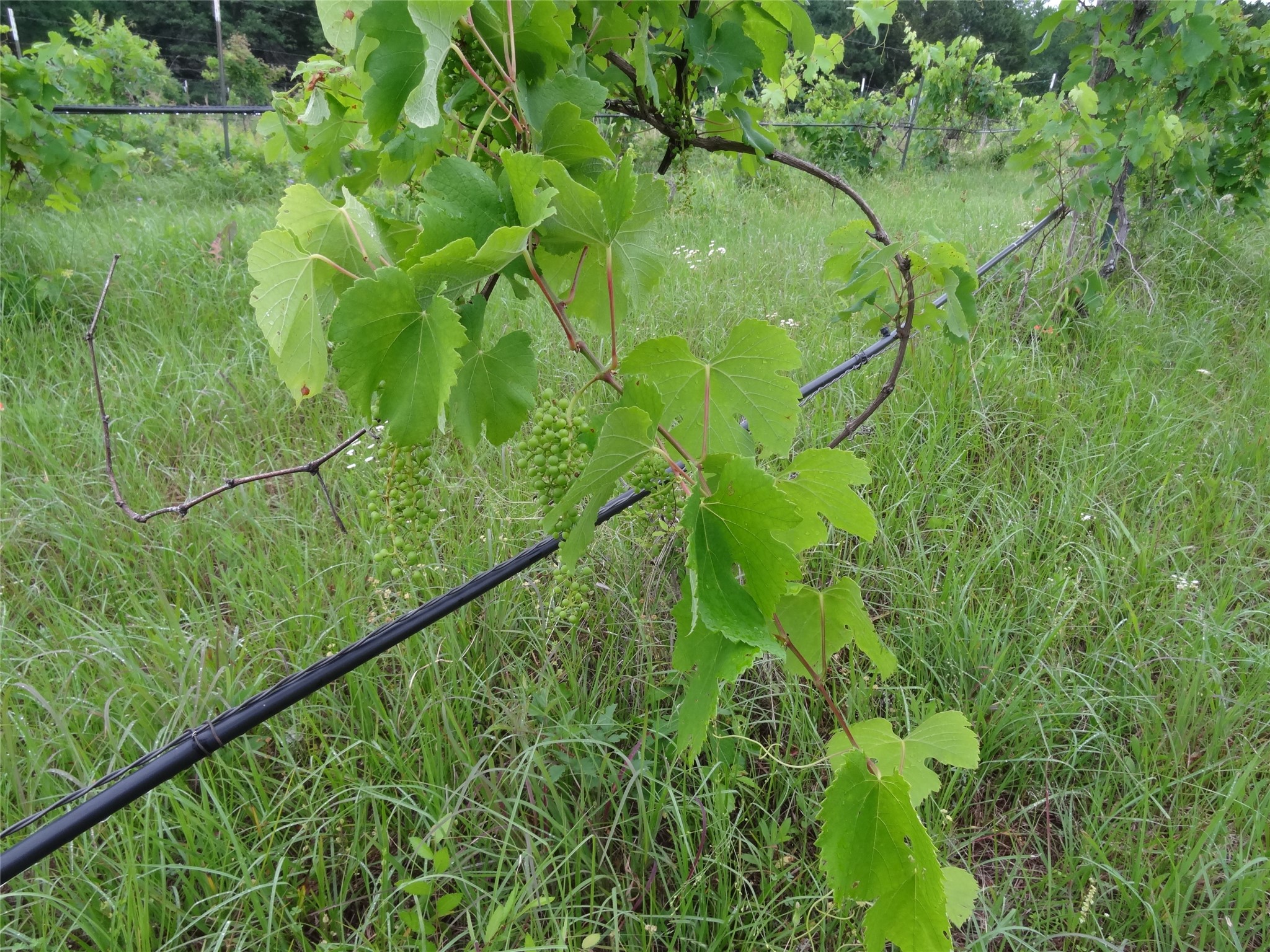 1603 Vz Cr 2908 Eustace TX 75124