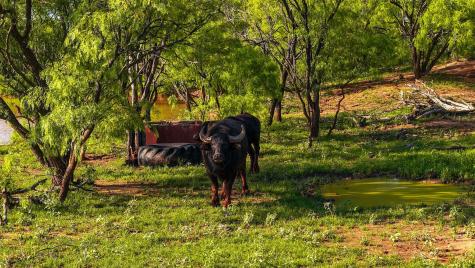 10000 Fm 209 Graham TX 76450
