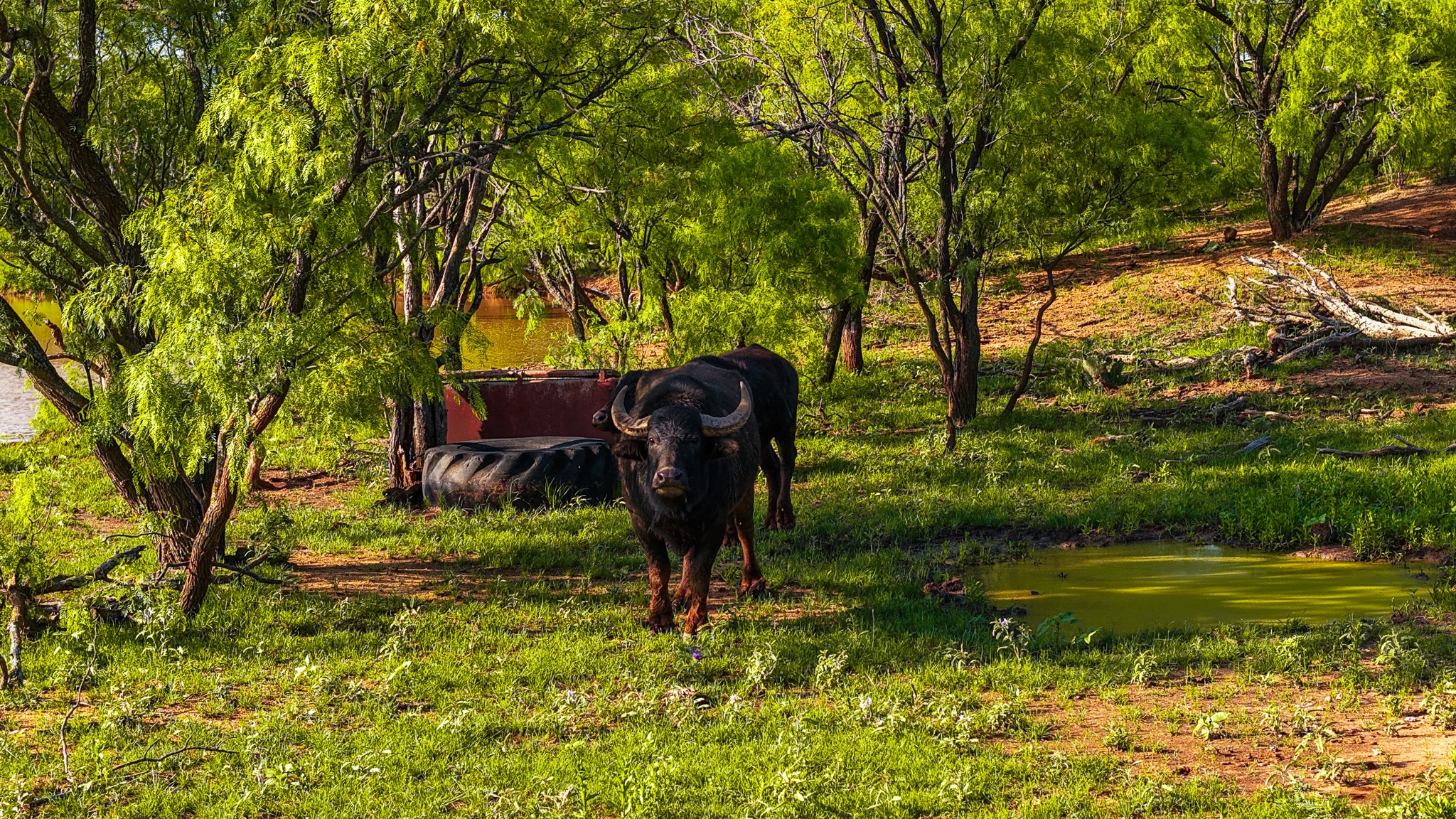 10000 Fm 209 Graham TX 76450