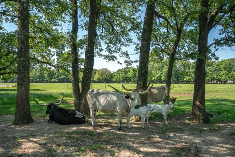 8004 County Road 2412 Quinlan TX 75474
