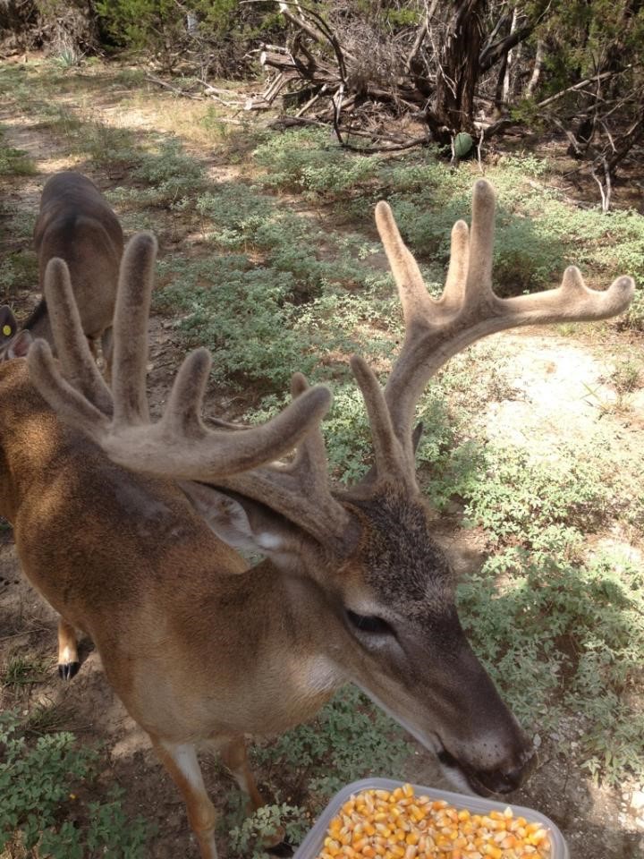 7807 Tx-6 Clifton TX 76634