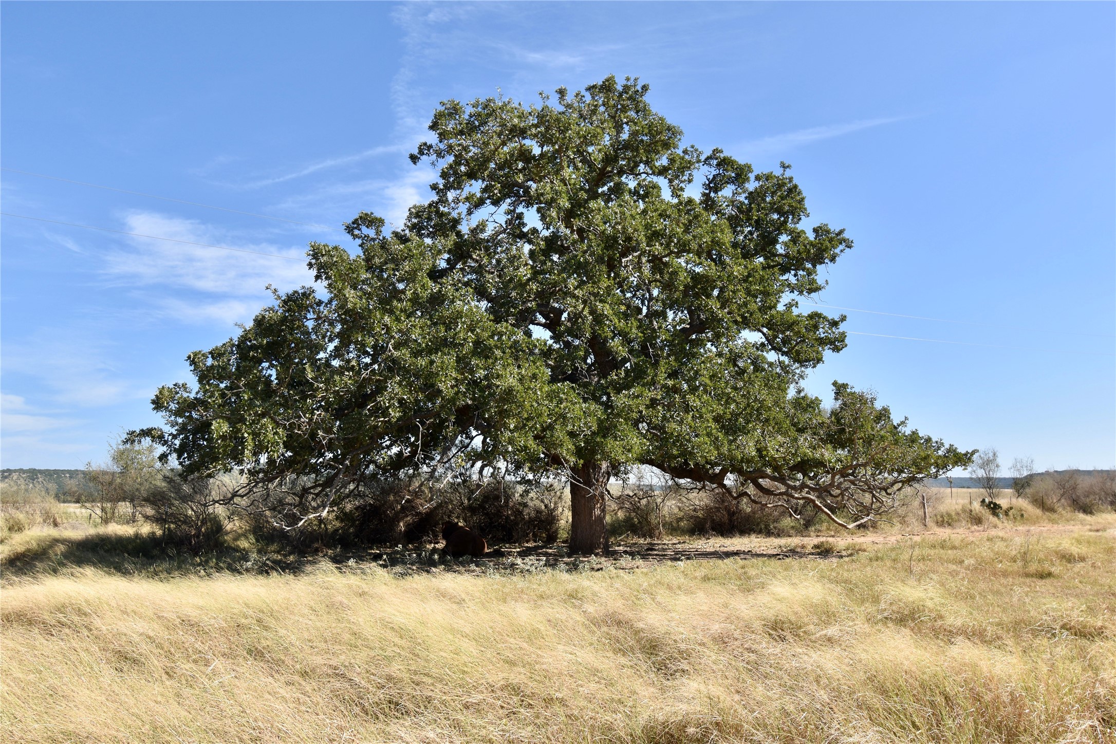 19319 Ranch Road 1871 Mason TX 76856