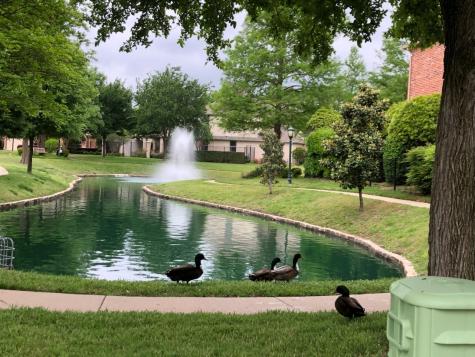 648 Laketrail Drive Richardson TX 75081