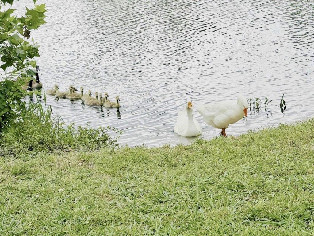 1116 Grimsworth Lane Allen TX 75002