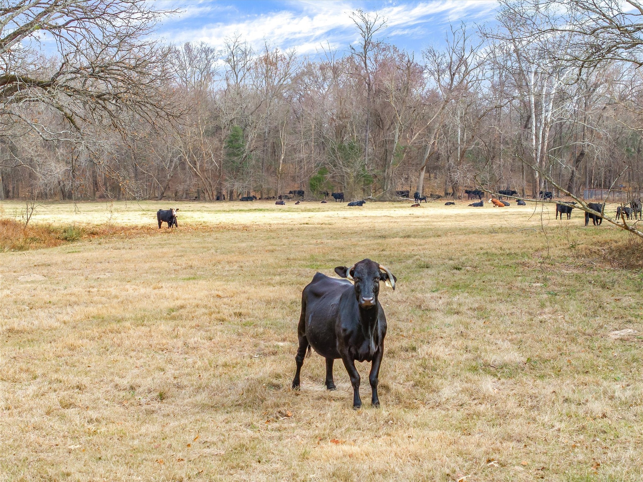 Highway 11 And County Road 4350 Winnsboro TX 75494