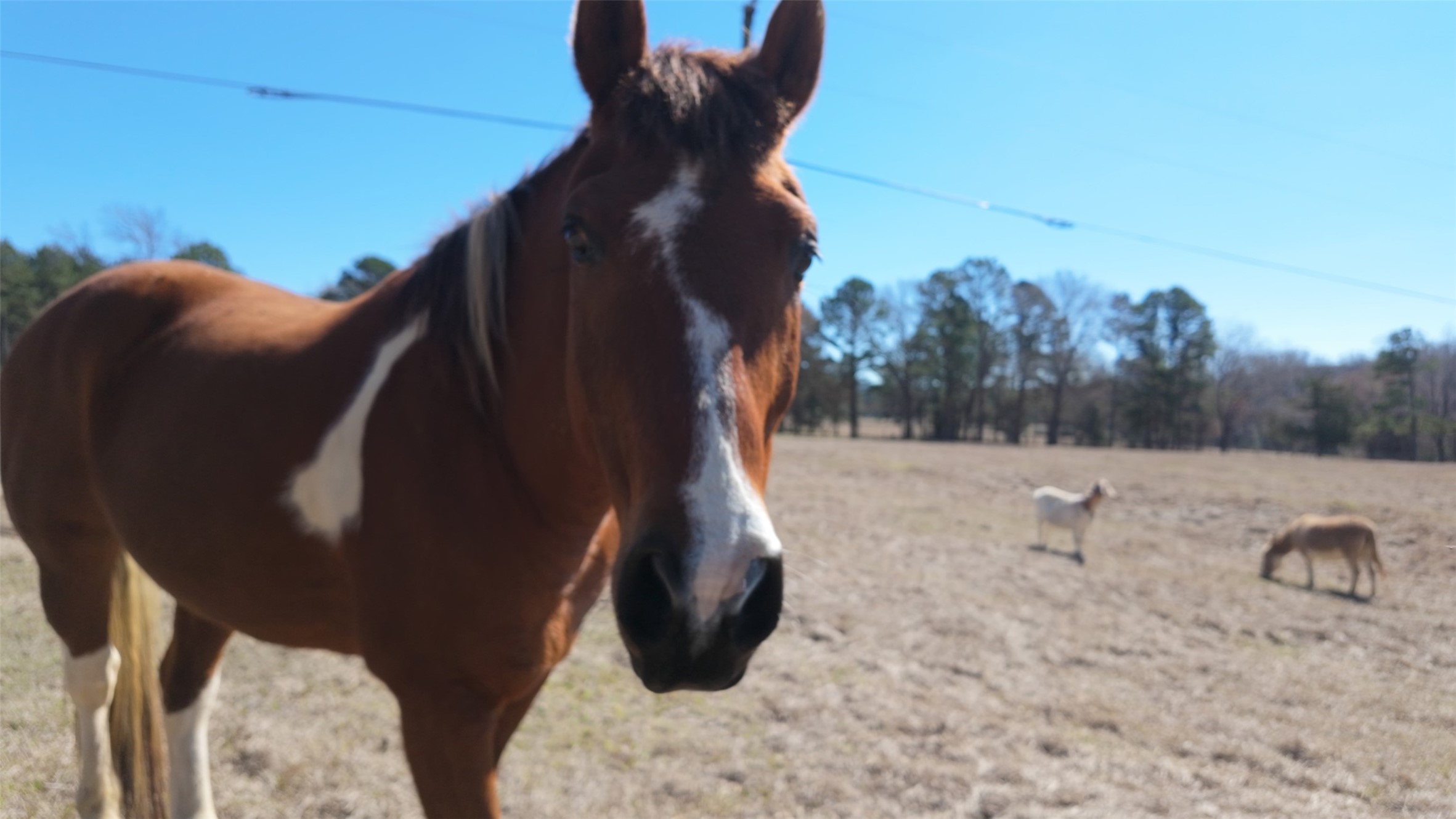 5730 E Fm 323 Palestine TX 75801