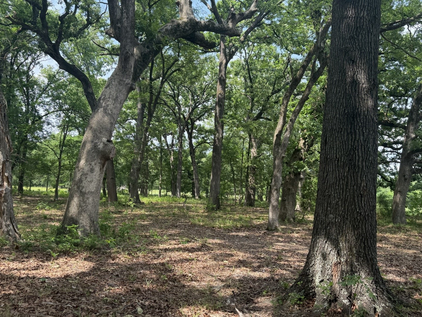 276 Fm 71 Mt Pleasant TX 75455