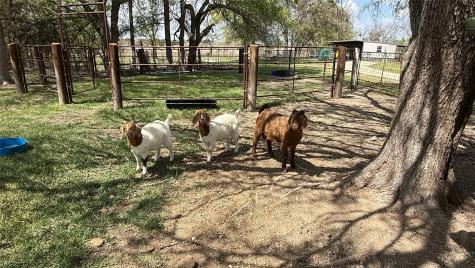 12845 Highway 6 Iredell TX 76649