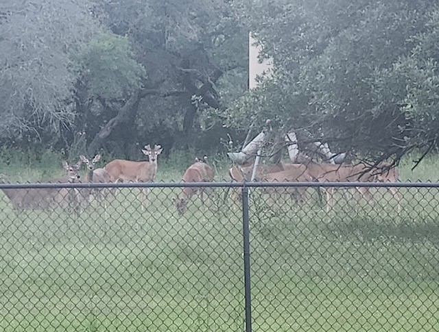 400 Indian Hills Road Gatesville TX 76528