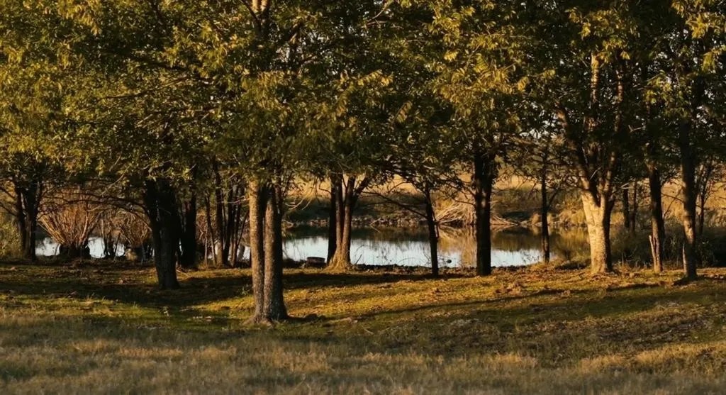 1179 E Fm 813 Palmer TX 75152
