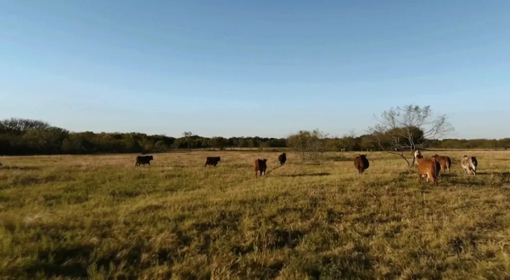 1179 E Fm 813 Palmer TX 75152