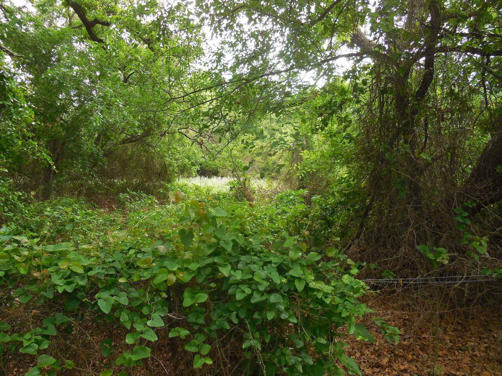 306 County Road 459 Ranger TX 76470