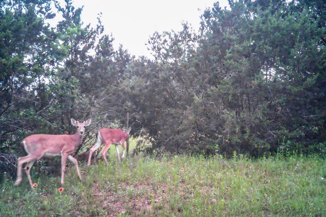 2998 Straws Mill Road Gatesville TX 76528