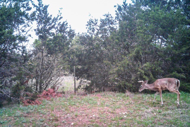 2998 Straws Mill Road Gatesville TX 76528