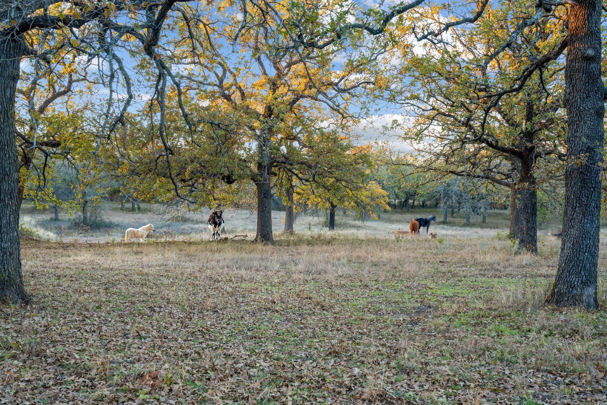 12664 Highway 199 W Poolville TX 76487