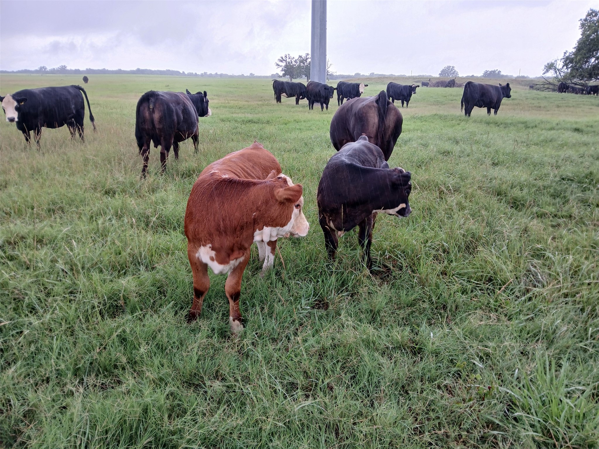 798 County Road 189 Carbon TX 76435