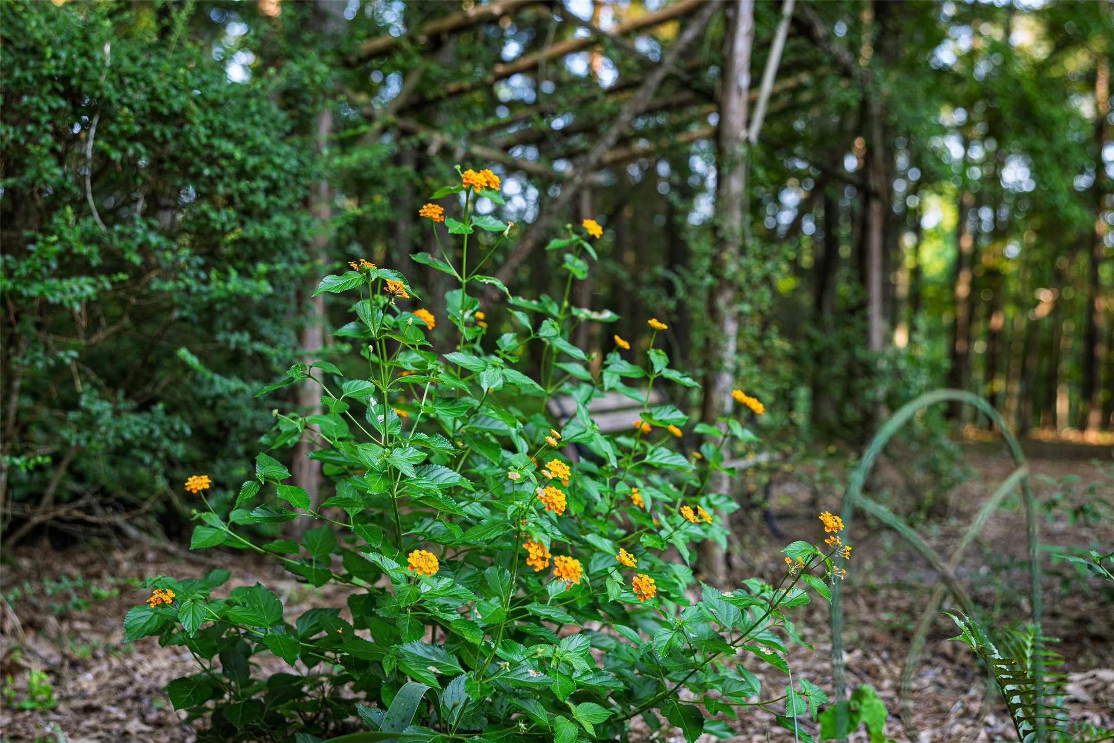 329 County Road 2804 Alto TX 75925